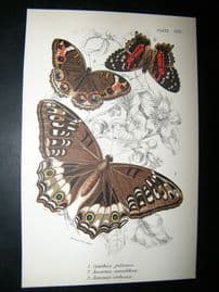 Allen & Kirby 1890's Antique Butterfly Print. Cynthia Juliana
