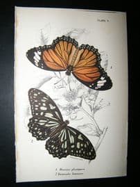 Allen & Kirby 1890's Antique Butterfly Print. Danaus Plexippus