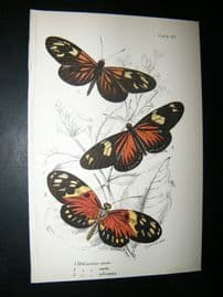 Allen & Kirby 1890's Antique Butterfly Print. Heliconius Erata