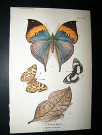 Allen & Kirby 1890's Antique Butterfly Print. Killima Huttoni