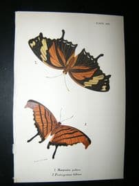 Allen & Kirby 1890's Antique Butterfly Print. Marpesia Peleus