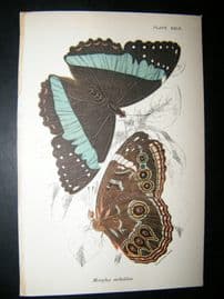 Allen & Kirby 1890's Antique Butterfly Print. Marphos achilles