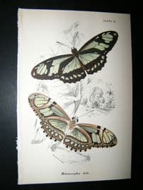 Allen & Kirby 1890's Antique Butterfly Print. Metamarpha Dido