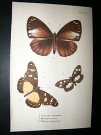 Allen & Kirby 1890's Antique Butterfly Print. Nebroda Labengula