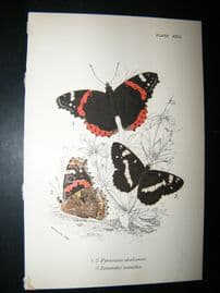 Allen & Kirby 1890's Antique Butterfly Print. Pyrameis Atlanta