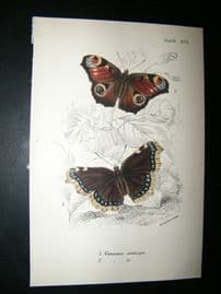 Allen & Kirby 1890's Antique Butterfly Print. Vanessa Antiopa