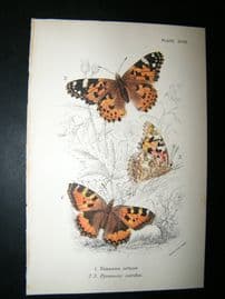 Allen & Kirby 1890's Antique Butterfly Print. Vanessa Utice