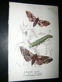 Allen & Kirby 1890's Antique Moth Print. Amorpha Popul