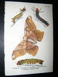 Allen & Kirby 1890's Antique Moth Print. Arsenura cassandra