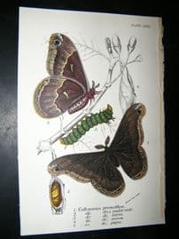 Allen & Kirby 1890's Antique Moth Print. Callasamia Promethea