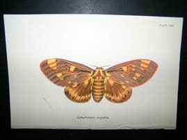 Allen & Kirby 1890's Antique Moth Print. Citheronia Regalis