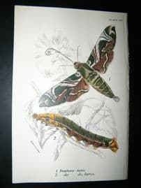 Allen & Kirby 1890's Antique Moth Print. Daphnis Nerii