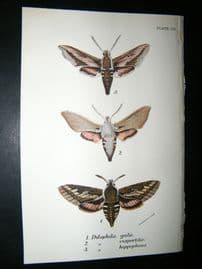 Allen & Kirby 1890's Antique Moth Print. Dilephila Galii