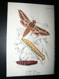 Allen & Kirby 1890's Antique Moth Print. Dupo Vitis