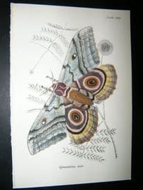 Allen & Kirby 1890's Antique Moth Print. Gynanisa Isis