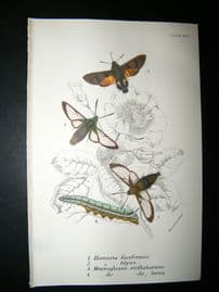 Allen & Kirby 1890's Antique Moth Print. Hemaris Fuciforms