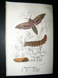 Allen & Kirby 1890's Antique Moth Print. Hippotion Celerio