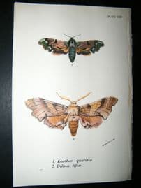 Allen & Kirby 1890's Antique Moth Print. Laothoe Quercus