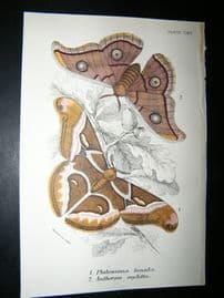 Allen & Kirby 1890's Antique Moth Print. Philosamia Lunula