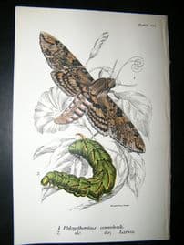 Allen & Kirby 1890's Antique Moth Print. Phlegethantius Convlvuli