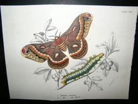 Allen & Kirby 1890's Antique Moth Print. Samia Ceoropia