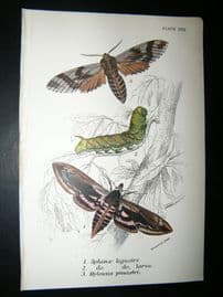 Allen & Kirby 1890's Antique Moth Print. Sphinx Ligustri
