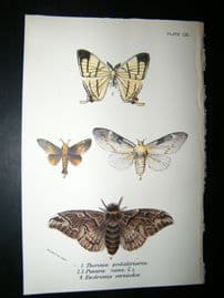 Allen & Kirby 1890's Antique Moth Print. Therinia Podliriaria