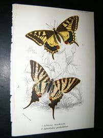 Allen & Kirby 1897 Antique Butterfly Print. Achivus Machaon