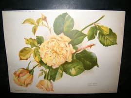 Amateur Gardening 1892 Antique Botanical Print. Tea Rose