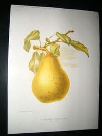 Amateur Gardening 1892 Botanical Print. A December Dessert Pear, Fruit.