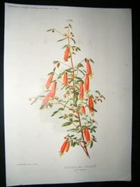 Amateur Gardening 1894 Botanical Print. Australian Fuchsia