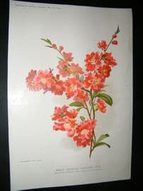 Amateur Gardening 1894 Botanical Print. Hardy Deciduous Flowering Tree