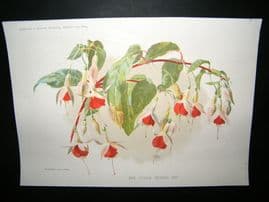 Amateur Gardening 1894 Botanical Print. New Fuchsia