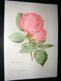 Amateur Gardening 1894 Botanical Print. New Hybrid Tea-Scented Rose