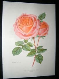 Amateur Gardening 1894 Botanical Print. New Tea-Scented Rose