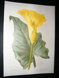 Amateur Gardening 1894 Botanical Print. New Yellow Calla Lily