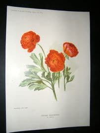Amateur Gardening 1894 Botanical Print. Turban Ranunculas