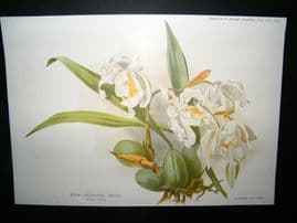Amateur Gardening 1894 Botanical Print. Warm Greenhouse Orchid