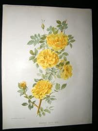 Amateur Gardening 1895 Botanical Print. Austrian Briar Rose