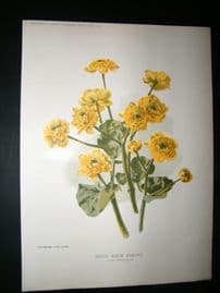 Amateur Gardening 1895 Botanical Print. Double Marsh Marigold