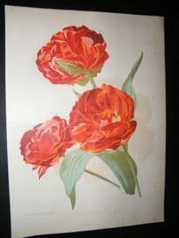 Amateur Gardening 1895 Botanical Print. Double Tulips