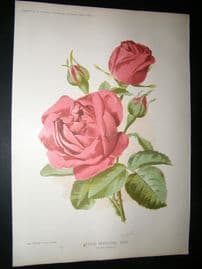 Amateur Gardening 1895 Botanical Print. Hybrid Perpetual Rose