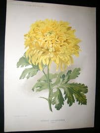 Amateur Gardening 1895 Botanical Print. Japanese Chysanthemum