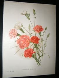 Amateur Gardening 1895 Botanical Print. Marguerite Carnations