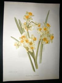 Amateur Gardening 1895 Botanical Print. Polyanthus Narcissus