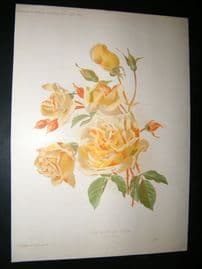 Amateur Gardening 1895 Botanical Print. Tea-Scented Rose