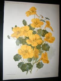 Amateur Gardening 1895 Botanical Print. Tropaelum