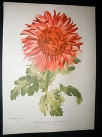 Amateur Gardening 1895 Botanical. Anemone-Flowered Chysanthemum