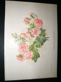 Amateur Gardening 1895 Botanical. Double-Flowered Chinese Primula