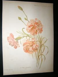 Amateur Gardening 1896 Botanical Print. A Tree Carnation